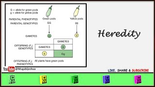 Heredity [upl. by Jasmine]