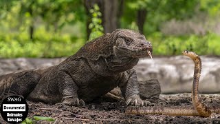 Trágicos Dragón De Komodo Contra Rey Cobra En Grandes Peleas ¿quién Gana  Animales Salvajes [upl. by Aw]