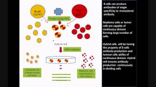 Monoclonal antibody production using Hybridoma Technology [upl. by Ellennod40]