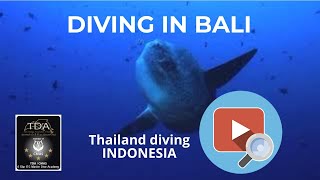 Bali diving with thailand diving club pattaya [upl. by Bathelda273]