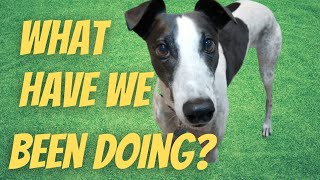 Greyhounds what have you been doing [upl. by Dean]