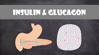 Pancreas Hormones Insulin amp Glucagon  Anatomy amp Physiology [upl. by Mallorie755]