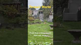 ￼Proof a decoy heron doesn’t work garden ponds fish birds herons predator [upl. by Demetri127]