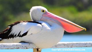 Pelican Yawning  Noosaville Queensland [upl. by Abehs]