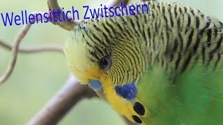 Wellensittich Zwitschern [upl. by Eiliab380]