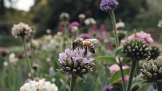 ¡Cada Abeja Tiene un Rol Específico en la Colmena ¿No es Fascinante [upl. by Alexei]