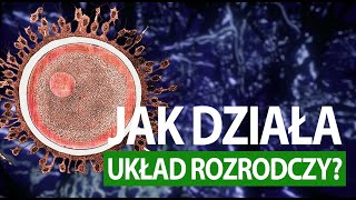 Jak działa człowiek UKŁAD ROZRODCZY tłumaczenie PJM [upl. by Arahset772]