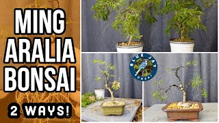 How to Make a Ming Aralia Bonsai  2 Different Ways [upl. by Keller]