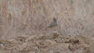 Theklas Lark Galerida theklae foraging amp calling  NW of Trujillo Spain 2102024 [upl. by Chen]