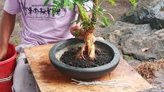 BONSAI  KALIANDRA Calliandra Surinamensis [upl. by Walcoff]