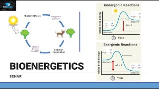 Introduction of Bioenergetics Part 1 [upl. by Dnamra]