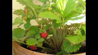 COMMENT PLANTER DES FRAISIERS EN POT POUR BALCON  PARTIE 2  RECOLTE [upl. by Nicks]