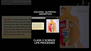 HOLOZOIC NUTRITION ABSORPTION viral biology [upl. by Liban]