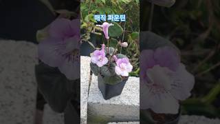 매직파운틴 SRGsMagicFountain 미니신닌기아 sinningia plants flowers 구근식물 [upl. by Baptista]