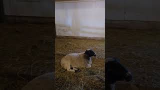 Indoor Sheep Farm သိုးခြံငယ် [upl. by Mauricio]