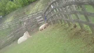 Horses Sheep And Seagull At Cofton Farm [upl. by West700]