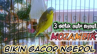 suara pancingan burung mozambik biar cepat gacor ngerol [upl. by Edwyna]