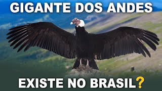 CONDORDOSANDES uma das maiores aves voadoras do mundo  Condor já foi visto no BRASIL [upl. by Restivo]