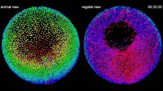 Cell Lineage Reconstruction of Zebrafish Embryo Development [upl. by Britni119]