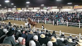 NEW RECORD PRICE 137500 for draft horse at public auction 2022 Gordyville Draft horse sale [upl. by Seema745]