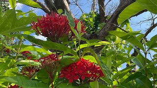 812の みち草・花みち【太陽地球の子 845】太地愛花たいちはるかの世界より … 💕 一所懸命が… ほほえましくて💕 [upl. by Ecnadnac]