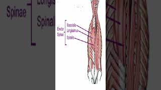 Anatomy Erector Spinae AKA Paraspinals Shorts [upl. by Atived970]