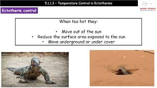 A Level Biology  5113  Temperature Control in Ectotherms [upl. by Rickie625]