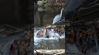 Blue Heron  Creek Landing  Waterfall Hopping [upl. by Olenta]