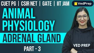 Animal Physiology  Adrenal Gland  CUET PGCSIR NETGATEIIT JAM  Part3 VedPrep Biology Academy [upl. by Marpet]