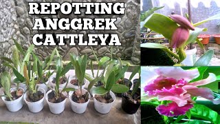 REPOTTING ANGGREK CATTLEYA [upl. by Ayoras]