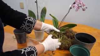 Orchid Care Trick  How to Save Your Potted Orchid From Dying [upl. by Faustus]