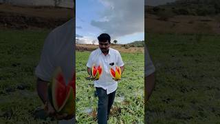 Watermelon Harvested 🍉👑💥 farming trending watermeloncultivation agriculture fruit farmer [upl. by Rois195]