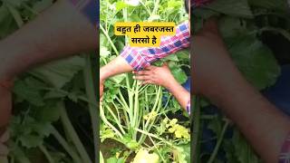 7044 सरसो बीज Acsen Hyvej 7044 Hybrid mustard viralvideo agriculture mustardfarming viralshorts [upl. by Rellim42]