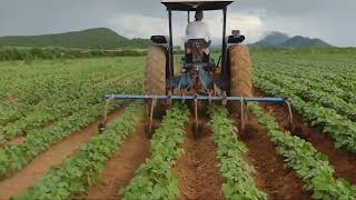 Cultivando frijol mungochino chanshui 27 días después de sembrado40924 🚜ford5000 caitime Sin [upl. by Randell367]