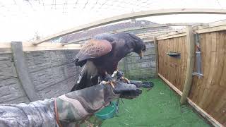 Harris Hawk Training very heavy 2106pound [upl. by Imotih]