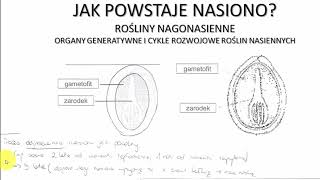 jak powstaje NASIONO  ROŚLINY  KOREPETYCJE z BIOLOGII  291 [upl. by Leoine]