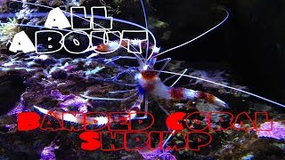 All About The Banded Coral Shrimp  Bristle Worm Killer [upl. by Benedikta]