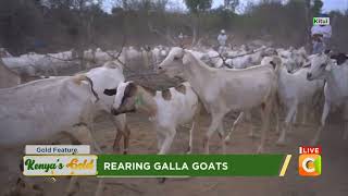 Kenyas Gold  Rearing Galla Goats  Gold feature [upl. by Sinnaoi]