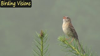 Morning birdsong  Virginia backcountry Indigo Bunting amp Field Sparrow [upl. by Norak6]