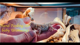 Uromastyx Ornata feeding Am I spoiling him [upl. by Aniahs]