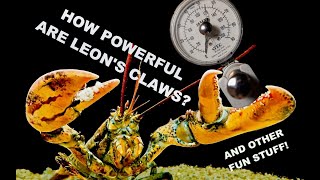 How Powerful Are Leons Claws [upl. by Joelynn334]