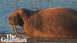 Arctic walrus makes surprise visit to English coastal town [upl. by Mayce]