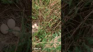 Peacock eggs in arecanut plantation ನವಿಲ್ಲಿನ ಮೊಟ್ಟೆ [upl. by Corrina]