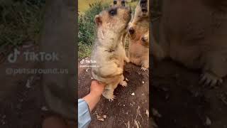 Funny Pets 2 [upl. by Jaan]