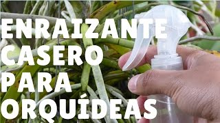 ¿Cómo hacer un enraizante casero para orquídeas  Orquiplanet [upl. by Amias]