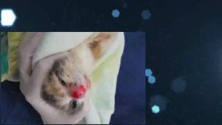 BOT FLY Removal From Kittens Nose  Removing Botfly   RESCUE MY [upl. by Mckenzie]