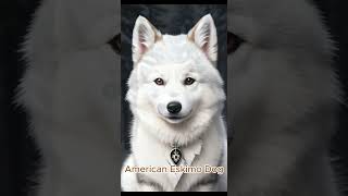 American Eskimo Dog [upl. by Anilram]