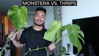 Houseplant Update  Saving My Monstera From Thrips [upl. by Ikila11]