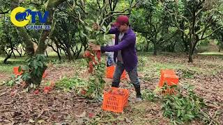 REPORTAJE PRODUCCION Y EXPORTACION DE RAMBUTAN LICHAS [upl. by Beisel]