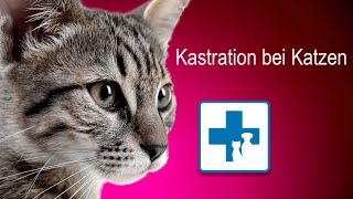 Kastration von Katzen  soll ich meine Katze kastrieren lassen [upl. by Mcquoid712]